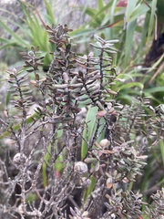 Leptospermum lanigerum