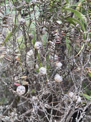 Leptospermum lanigerum
