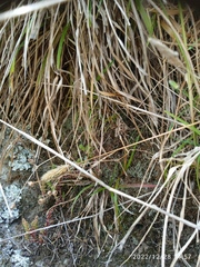 Hydriomena deltoidata