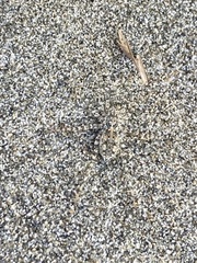 Anoteropsis litoralis