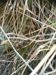 Hydriomena deltoidata
