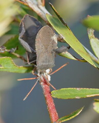 Amorbini