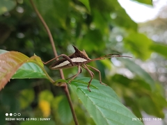 Aspilosterna albovittata