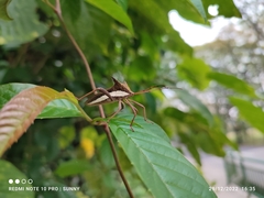 Aspilosterna albovittata