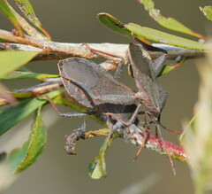 Amorbini