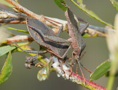 Amorbini
