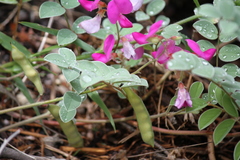 Tephrosia lindheimeri