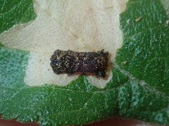 Octotoma scabripennis