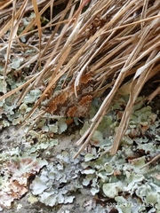 Hydriomena deltoidata