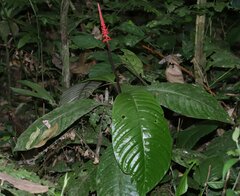 Palicourea subspicata
