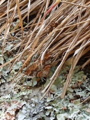 Hydriomena deltoidata