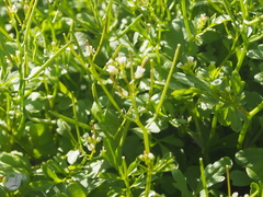 Cardamine flexuosa