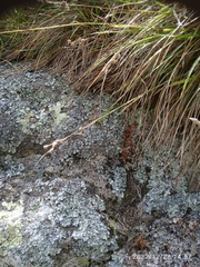 Hydriomena deltoidata