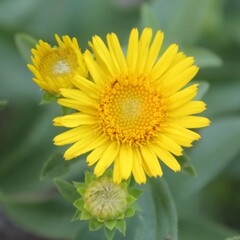 Pentanema spiraeifolium
