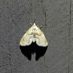 Trichophysetis cretacea