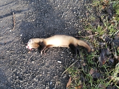 Mustela eversmanii