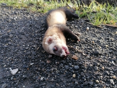 Mustela eversmanii