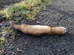 Mustela eversmanii