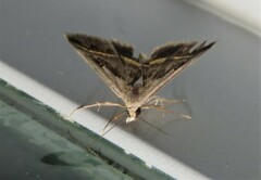Acantholipes trimeni