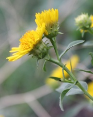 Pentanema spiraeifolium