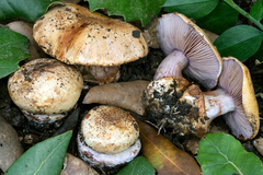 Calonarius ligusticus