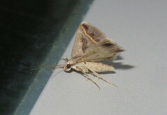 Acantholipes trimeni