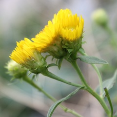 Pentanema spiraeifolium