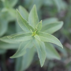 Pentanema spiraeifolium