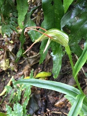 Pterostylis banksii