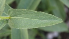 Pentanema spiraeifolium