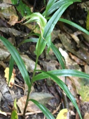 Pterostylis banksii
