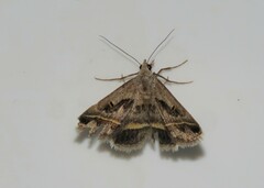 Acantholipes trimeni