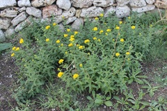 Pentanema spiraeifolium