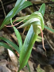 Pterostylis banksii