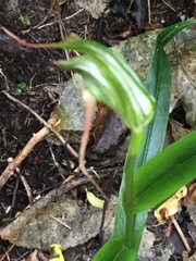 Pterostylis banksii
