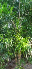 Dracaena angustifolia