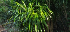 Dracaena angustifolia