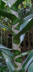 Dracaena angustifolia