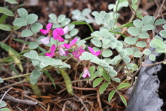 Tephrosia lindheimeri