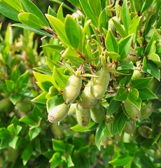 Diospyros glabra