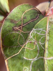 Marmara smilacisella