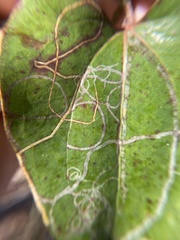 Marmara smilacisella