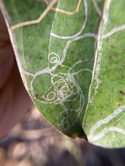 Marmara smilacisella