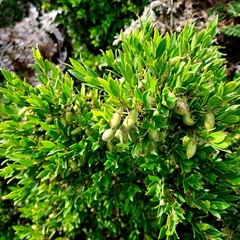 Diospyros glabra