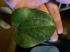 Marmara smilacisella