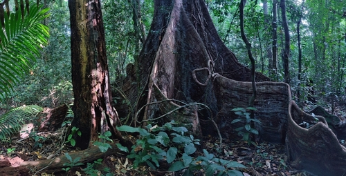 Silver greywood (Terminalia bialata)