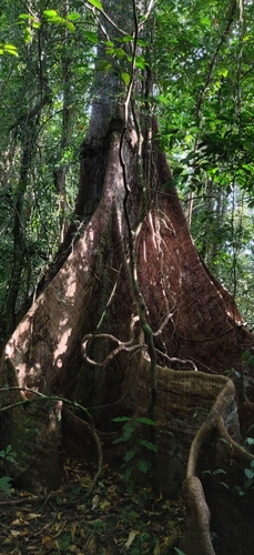Image of Terminalia bialata by (c) T R Shankar Raman, some rights reserved (CC BY)