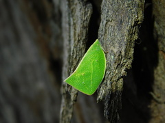 Phyllyphanta producta