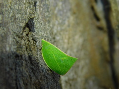 Phyllyphanta producta