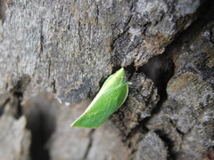 Phyllyphanta producta